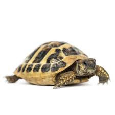 Eastern Herman's Tortoise