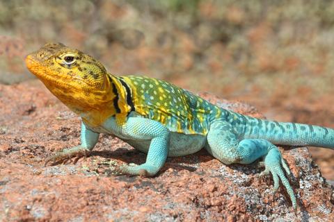 Collared Lizard