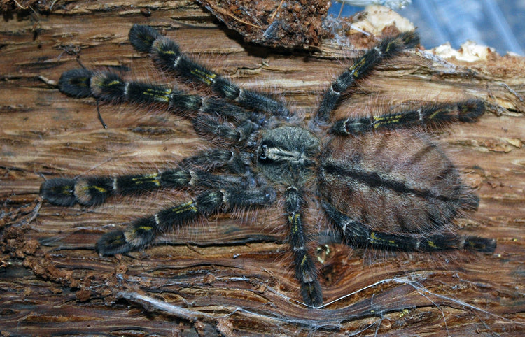 Tarantula - Red Slate Ornamental