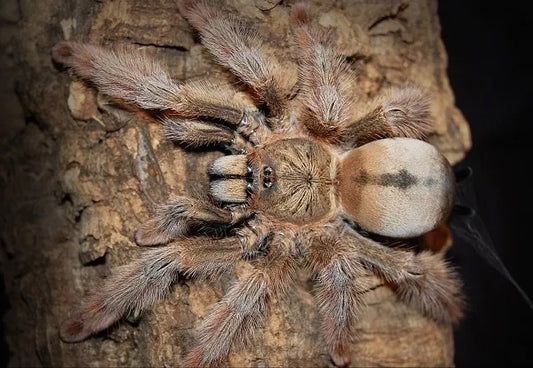 Tarantula - Panama Blonde