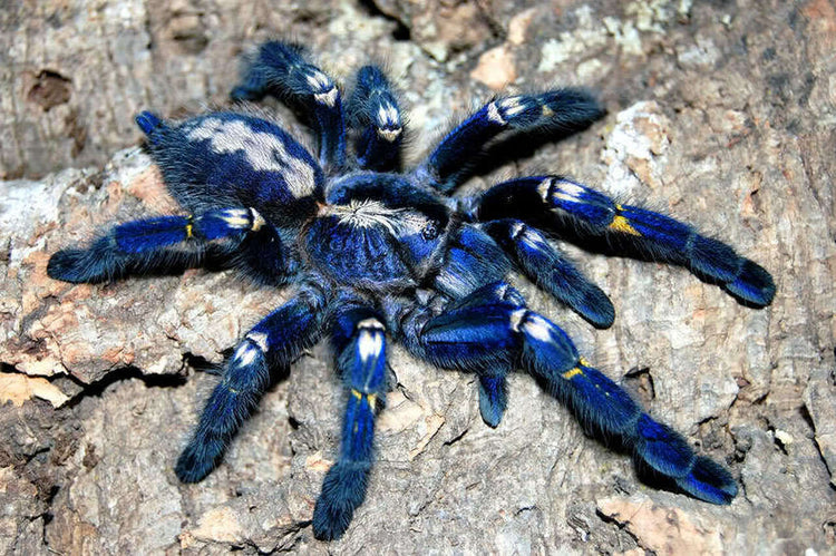 cobalt blue tarantula baby