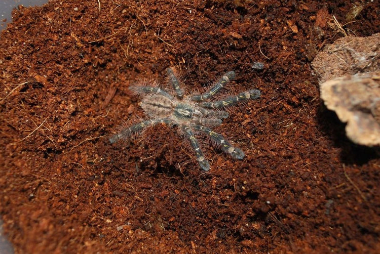 Tarantula - Red Slate Ornamental