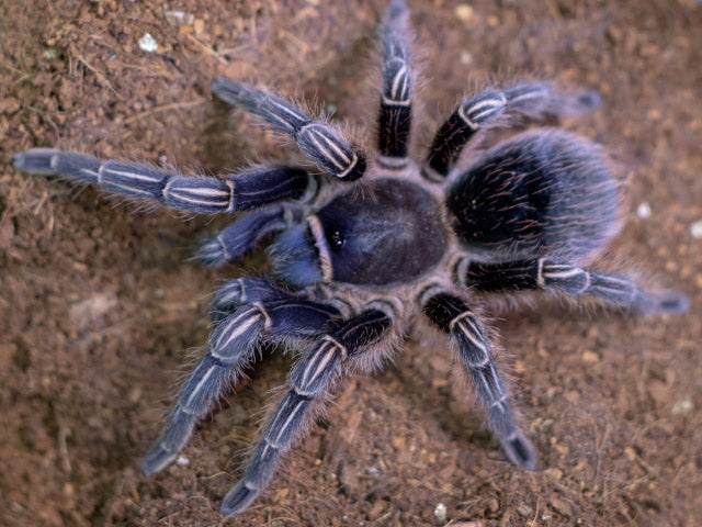 Tarantula - Costa Rican Stripe Knee