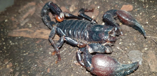 Scorpion - Emperor Cave Claw