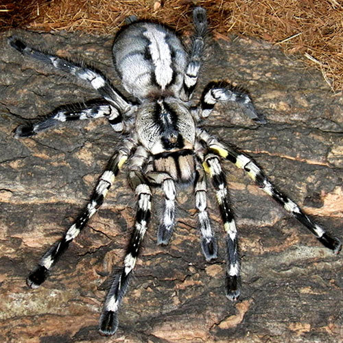 Tarantula - Indian Ornamental