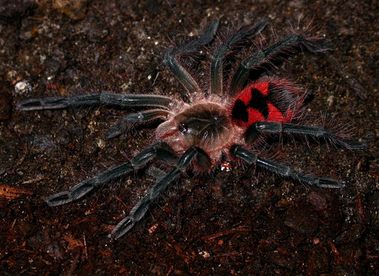 Tarantula - Mascara Bird Eater