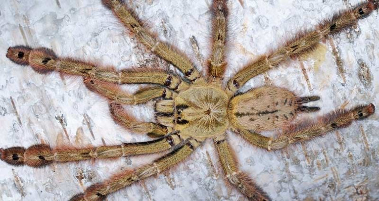 Tarantula - Feather Leg Baboon