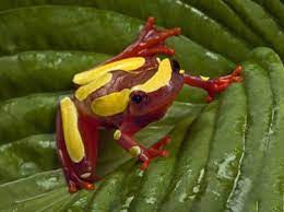 Clown Tree Frog