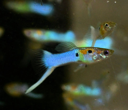 Japanese Blue Swordtail Guppy