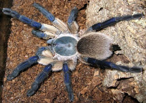 Tarantula - Socotra Island Blue Baboon