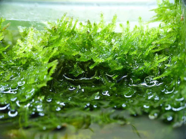 Weeping Moss