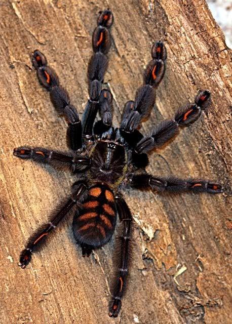 Tarantula - Venezuelan Suntiger