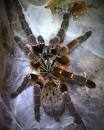 Kigoma Starburst Baboon Tarantula