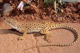 Leopard Lizard