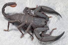 East Thailand Scorpion