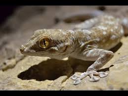 fan footed gecko