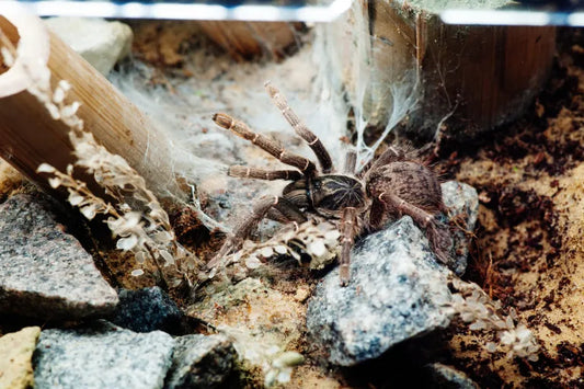 Kilimanjaro Mustard Baboon Tarantula