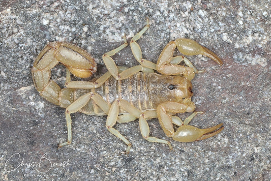 Scorpion - Striped Devil Communal