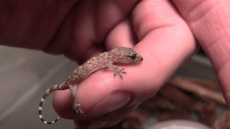 House Gecko