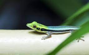 Neon Day Gecko