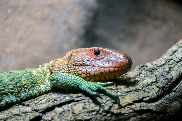 Caiman Lizard Enclosure