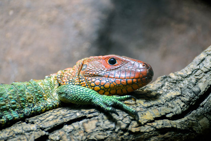 Caiman Lizard