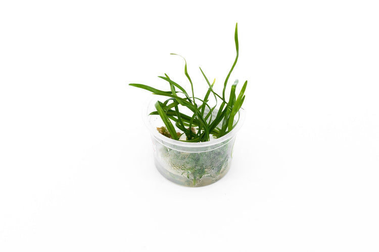 Green Mondo Grass-Aquatic Plant