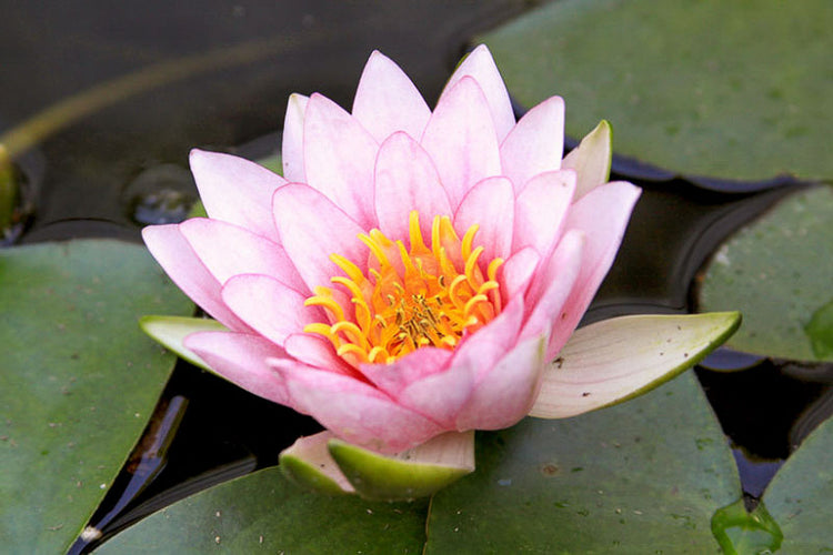 Pink Hardy Water Lily-Aquatic Plant