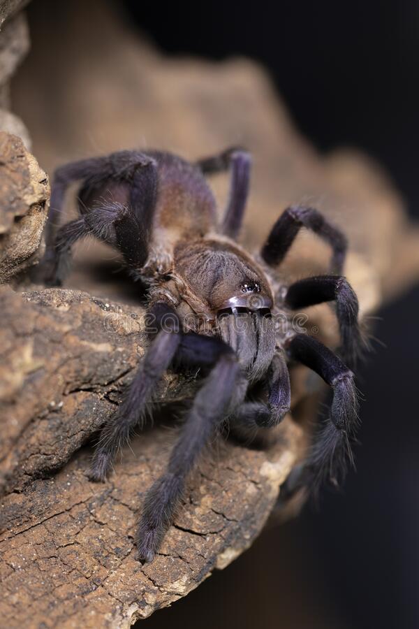 Quezon Blue Earth Tiger Tarantula