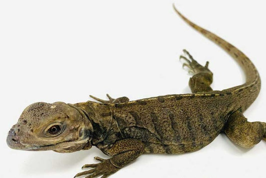 Rhino Iguana