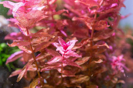 Assorted Stem Plants