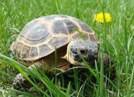 Russian Tortoise