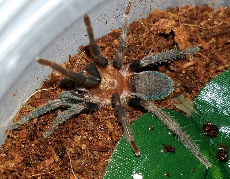 Tarantula - Trinidad Pink Dwarf