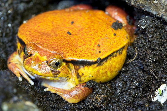 Sambava Tomato Frog