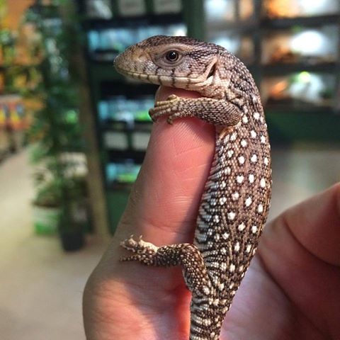 Savannah Monitor