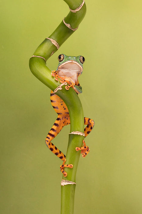 Tiger Leg Tree Frog