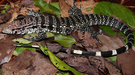 Argentine Tegu