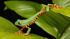 Tiger Leg Tree Frog