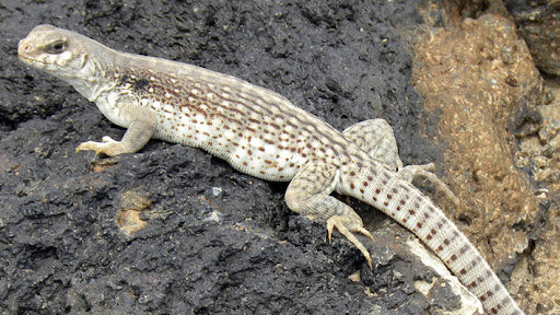 Desert Iguana