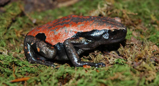 Red & Black Walking Frog