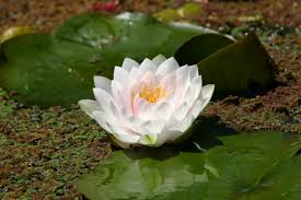 White Hardy Water Lily-Aquatic Plant
