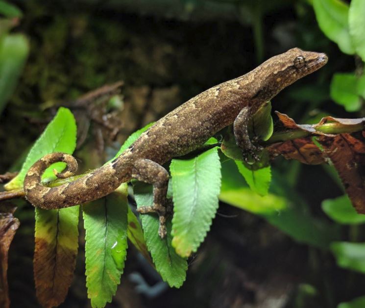 Mourning Gecko